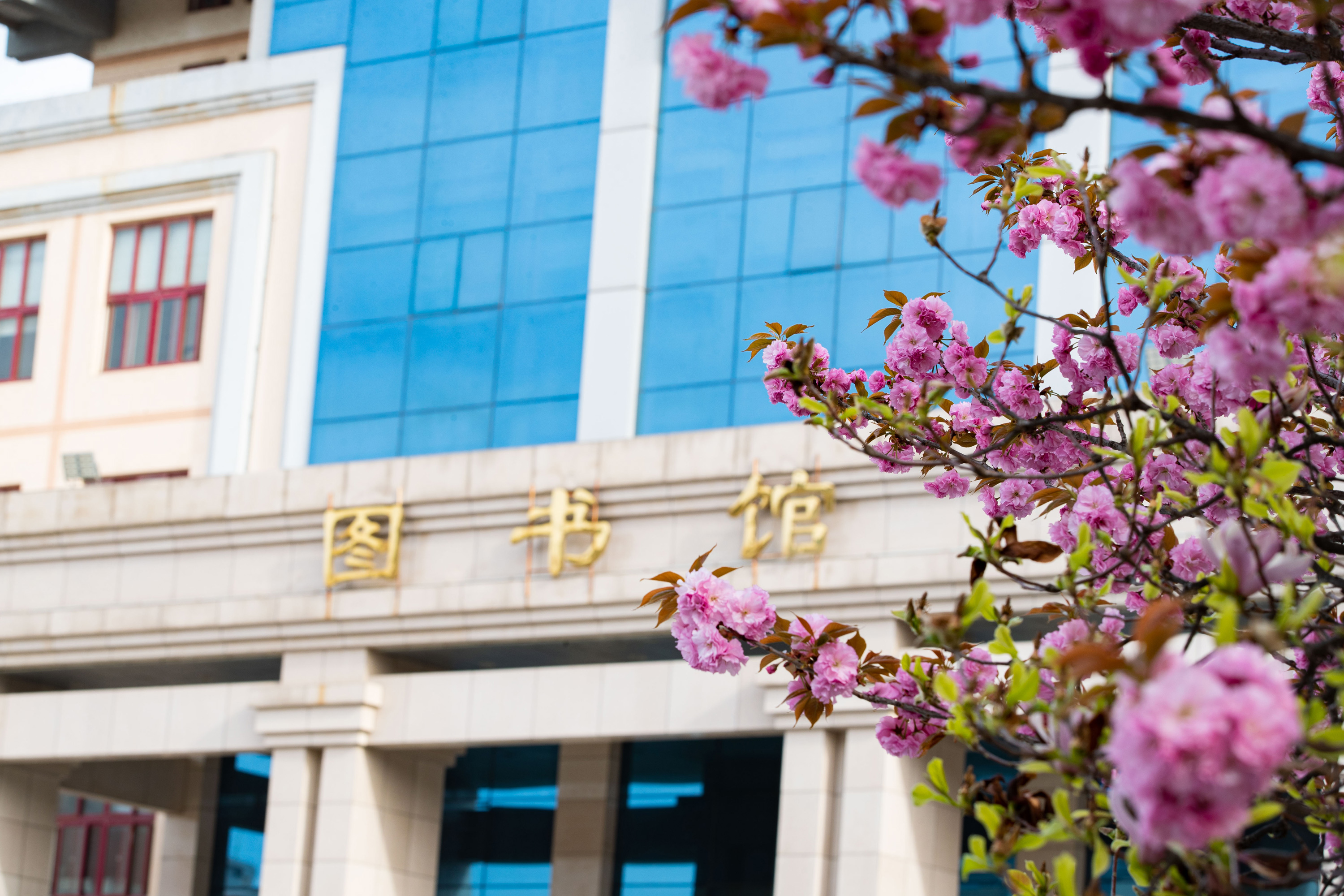 思源图库支持动画切换排序点击放大切换下一张 思源图库支持动画切换排序点击放大切换下一张